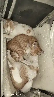 cho mèo con đã biết ăn .mẹ nó sắp sinh tiếp 